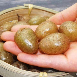 贵州(新鲜石黄皮肾蕨果)凤凰蛋