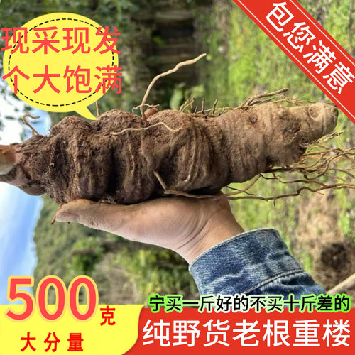 正品云南新鲜重楼中药材野七叶一枝花500g蚤休独角莲正宗丁毒豆片