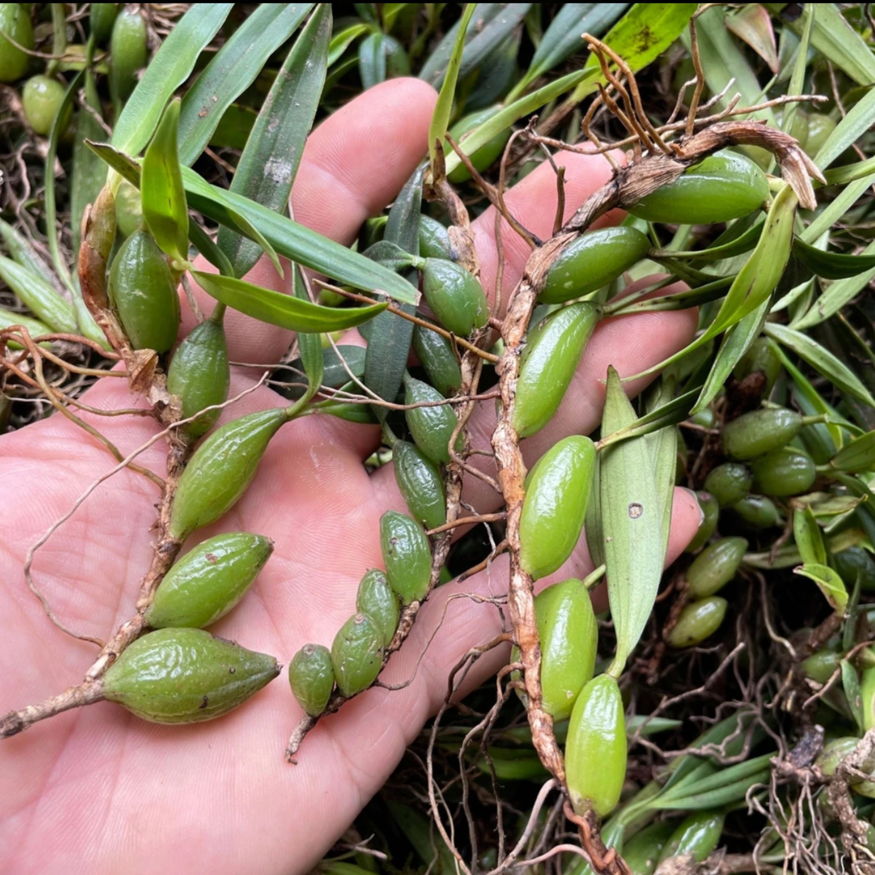 现采石橄榄新鲜双叶单叶中果500g果上叶煲汤小炖汤养生材料包邮,传统滋补营养品,其他药食同源食品,淘宝优惠券,粉丝福利购,淘宝优惠卷