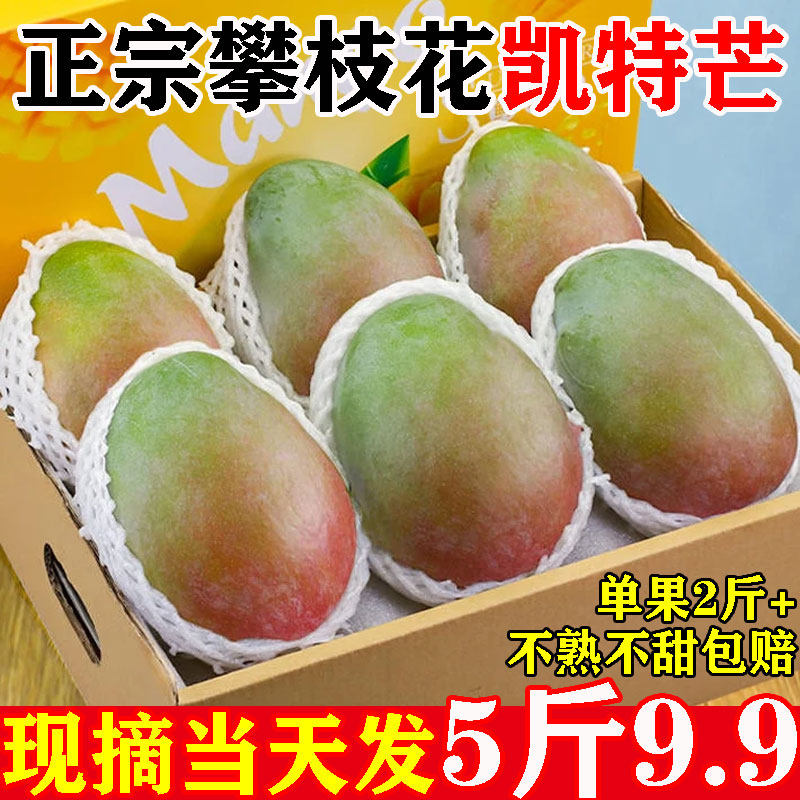 【9.9/5斤】正宗攀枝花凯特芒