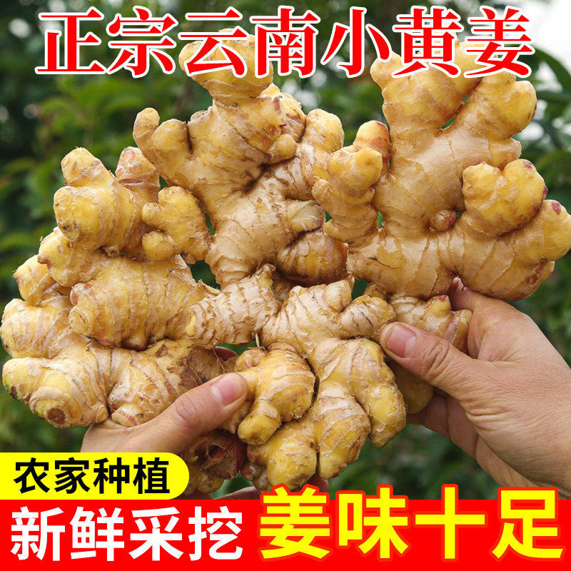 正宗云南小黄姜生姜新鲜老姜非山东嫩子姜芽批发现挖现发产地直销