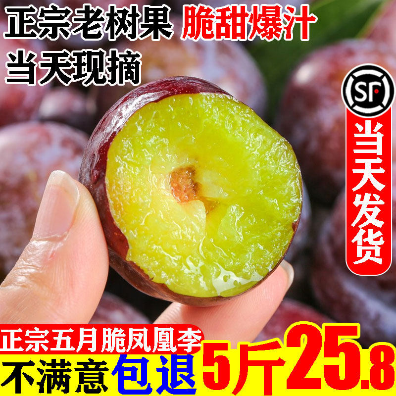 正宗四川五月脆凤凰李李子新鲜水果脱骨青红脆李5斤特大当季整箱