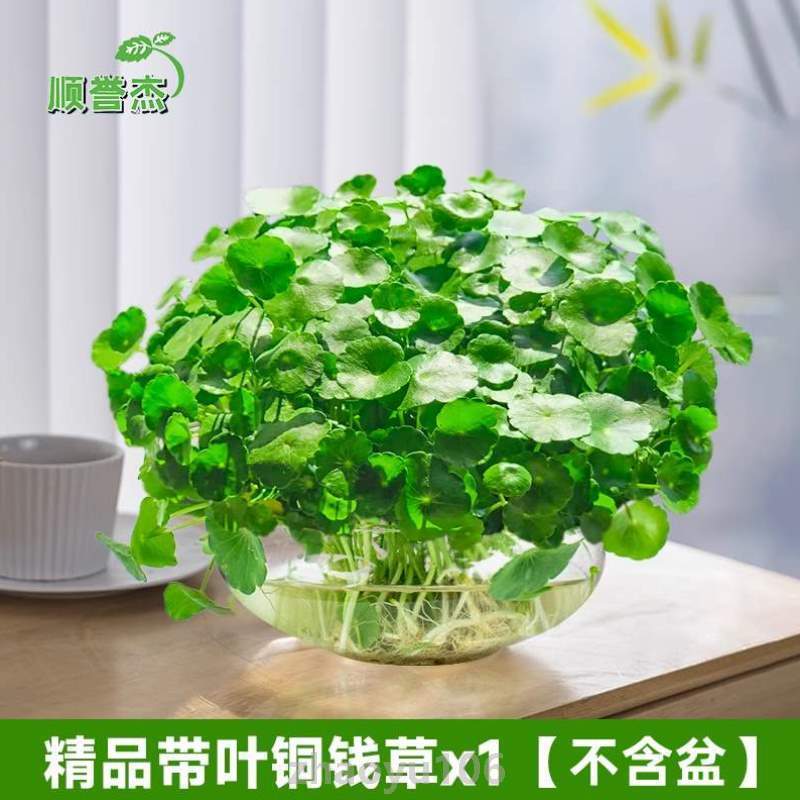 空气碗莲草水培铜钱带叶园艺植物盆栽摆件.盆景客厅家用桌面