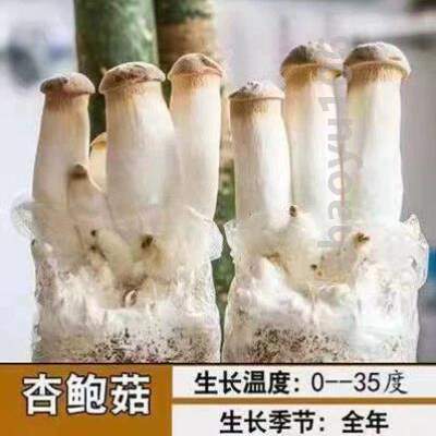 口蘑菌种菌茹菌羊肚*包可食用自种菌菇羊肚蘑菇种植牛肚菌包平菇