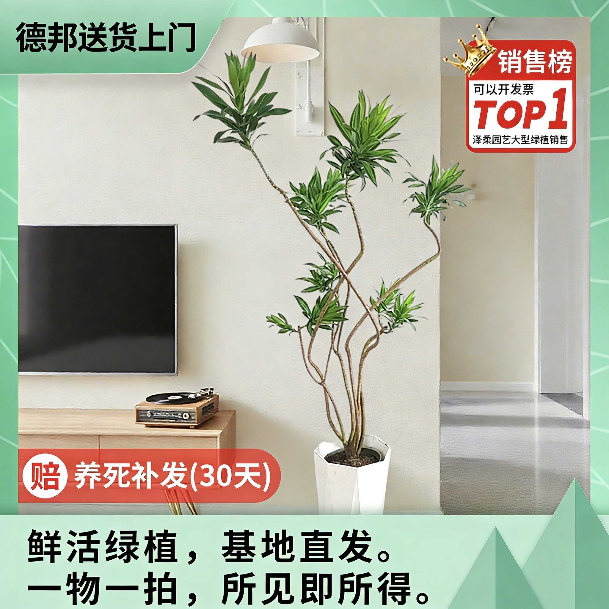 金心百合竹基地耐阴室内真绿植图片