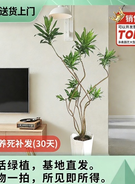 金心百合竹真绿植物大盆栽室内客厅北欧风耐阴老桩好养办公室基地