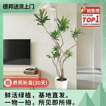金心百合竹真绿植物大盆栽室内客厅北欧风耐阴老桩好养办公室基地