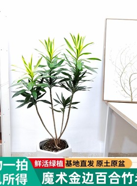 梦幻魔术金边百合竹基地盆栽绿植花卉植物室内客厅办公室耐阴好养