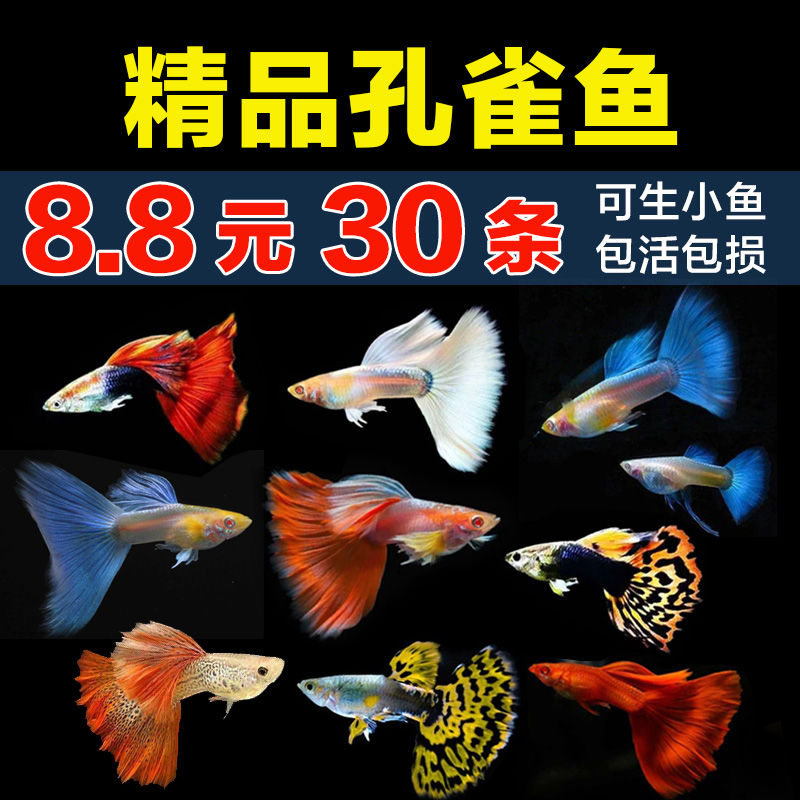 孔雀鱼精品纯种凤尾鱼新手练手观赏鱼活体热带鱼淡水鱼耐活繁殖鱼高性价比高么？