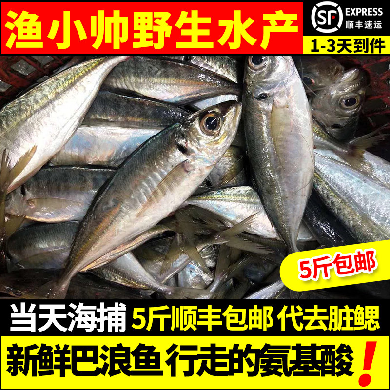 巴浪鱼 当天海捕新鲜活冷冻野生海鱼福建巴郎鱼 新鲜鳀鱼鲭鱼500g