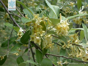 胡颓子树苗 蜜源植物