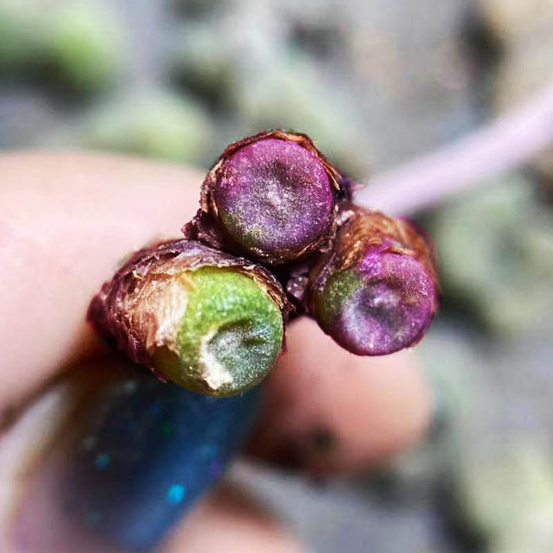 产地野货群生粉红毛纽扣肉锥一物一拍番杏科多肉植物