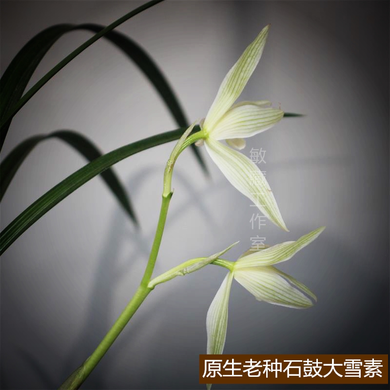 正宗原生老种石鼓大雪素特惠莲瓣兰家养阳台兰花庭院客厅办公桌