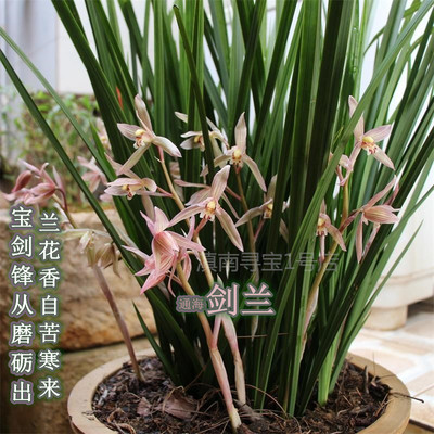 绿植云南办公室阳台兰花