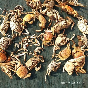 螃蟹干蟹壳晒干螃蟹无盐螃蟹干螃蟹粉晒干喂斗鸡和画眉鸟饲料淡水
