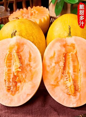 山东黄金蜜瓜现摘哈密瓜一瓜一藤