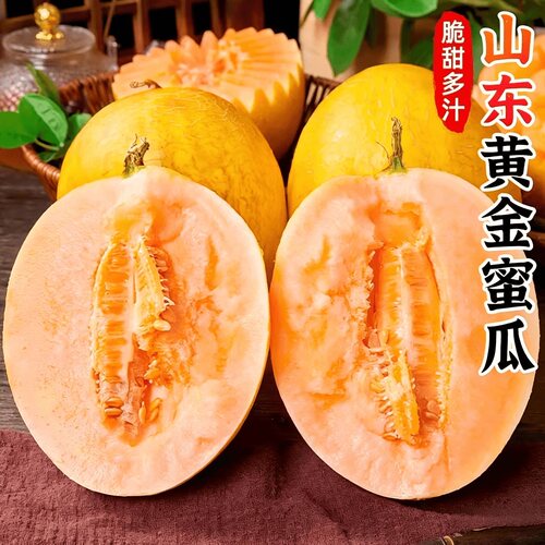 山东黄金蜜瓜现摘哈密瓜一瓜一藤
