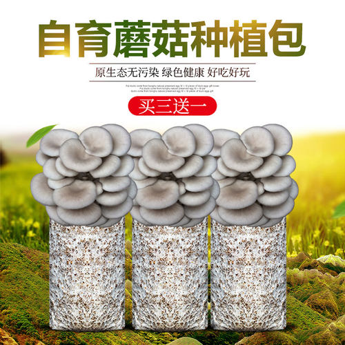 蘑菇种植包平菇菌包食用菌
