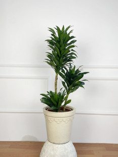 太阳神龙血树室内盆栽大型植物北欧客厅卧室造型绿植耐旱好养小众