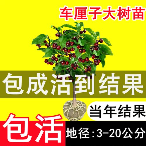 特大车厘子嫁接果苗当年结果