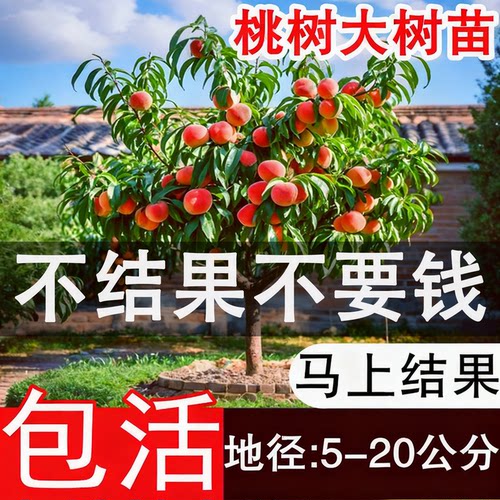特大秋月梨树苗嫁接砀山梨皇冠