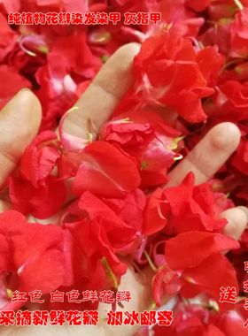 新鲜凤仙花 红色指甲草花瓣 花粉纯植物染发遮白发凤仙透骨草包邮