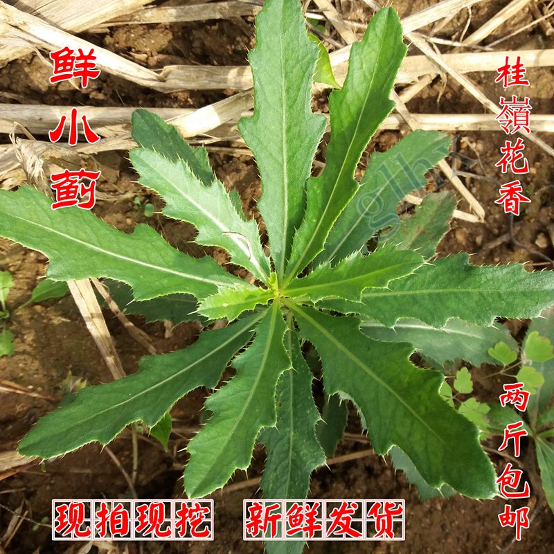 鲜小蓟 现挖刺儿草中药材地边刺角菜 新鲜刺刺芽整颗带根全草包邮