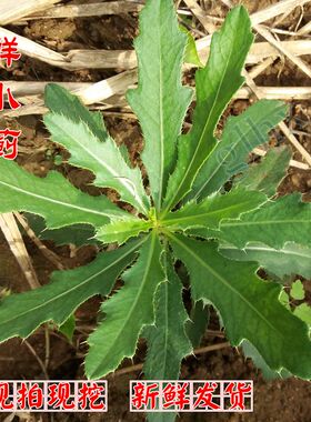 鲜小蓟 现挖刺儿草中药材地边刺角菜 新鲜刺刺芽整颗带根全草包邮