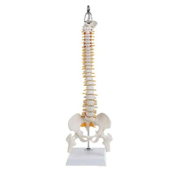45cm Flexible Human Spinal Column Vertebral Lumbar Curve
