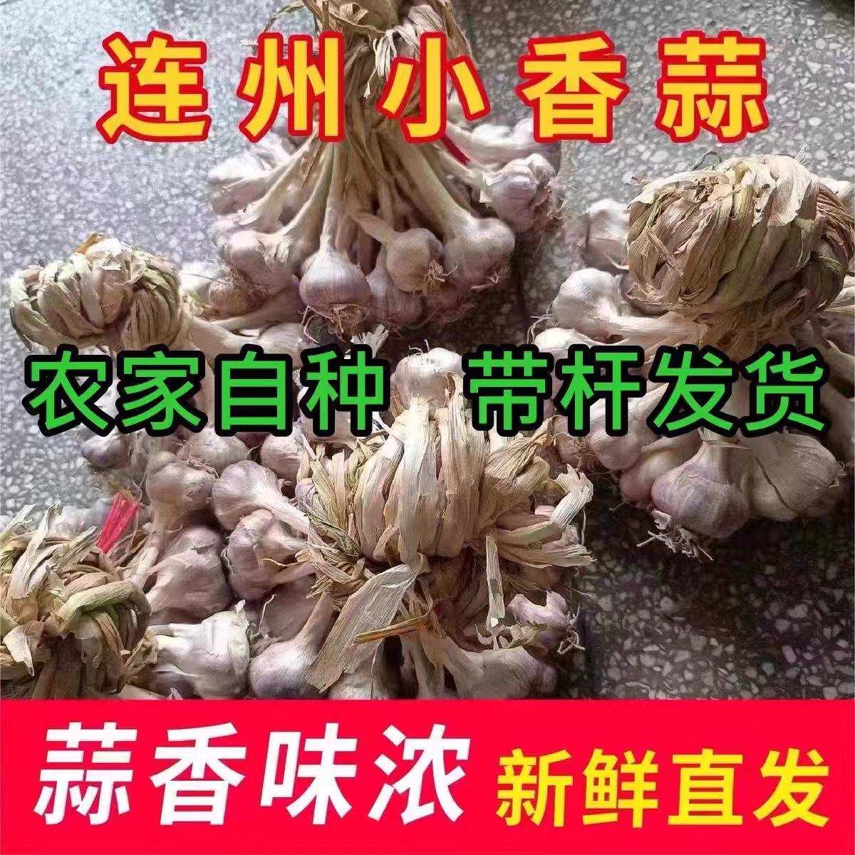 小蒜种子连州农家老品种小香蒜土蒜可吃可种土蒜头新鲜2026