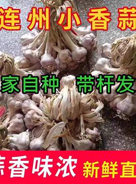 小蒜种子连州农家老品种小香蒜土蒜可吃可种土蒜头新鲜2026