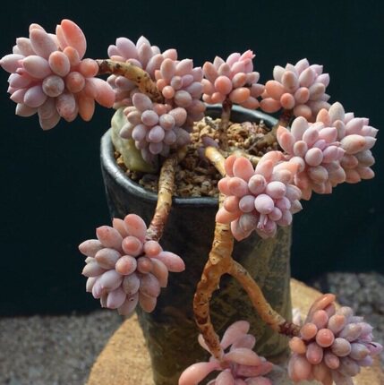 多肉老桩1元抢购 多肉植物盆栽 多肉清仓特价 绿植 满9.9元包邮在类目 鲜花速递/花卉仿真/绿植园艺, 花卉/绿植盆栽（新）, 多肉植物中 - 来自Buy2taobao.com提供专业的淘宝代购服务