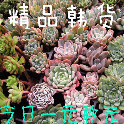 韩货多肉1元秒杀钱串熊童子满