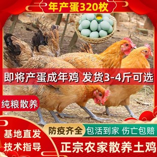 4斤产蛋王散养麻羽土鸡绿壳蛋鸡成年母鸡下蛋鸡活鸡包活到家五黑