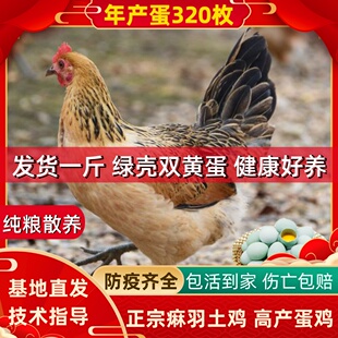 1斤正宗产蛋王麻羽绿壳蛋鸡下蛋鸡活鸡包活到家成年土鸡五黑芦花