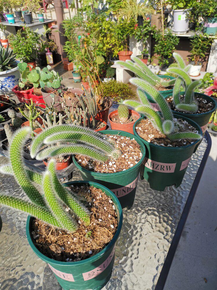 狐狸尾巴多头九尾狐耐旱光线充足多肉仙人植物