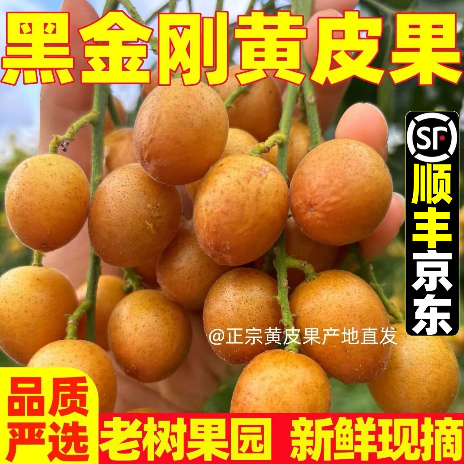 正宗广西香蜜黑金刚黄皮果新鲜现摘现发当季贵妃黑黄皮果时令水果