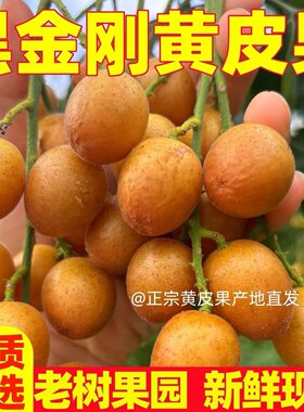 正宗广西香蜜黑金刚黄皮果新鲜