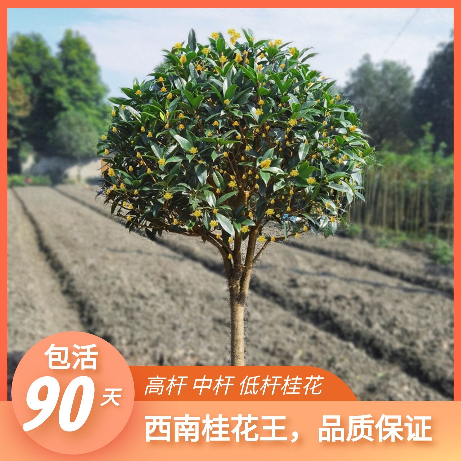 桂花树苗金桂浓香型丹桂朱砂桂庭院植物桂花小苗地栽原生桂花大树
