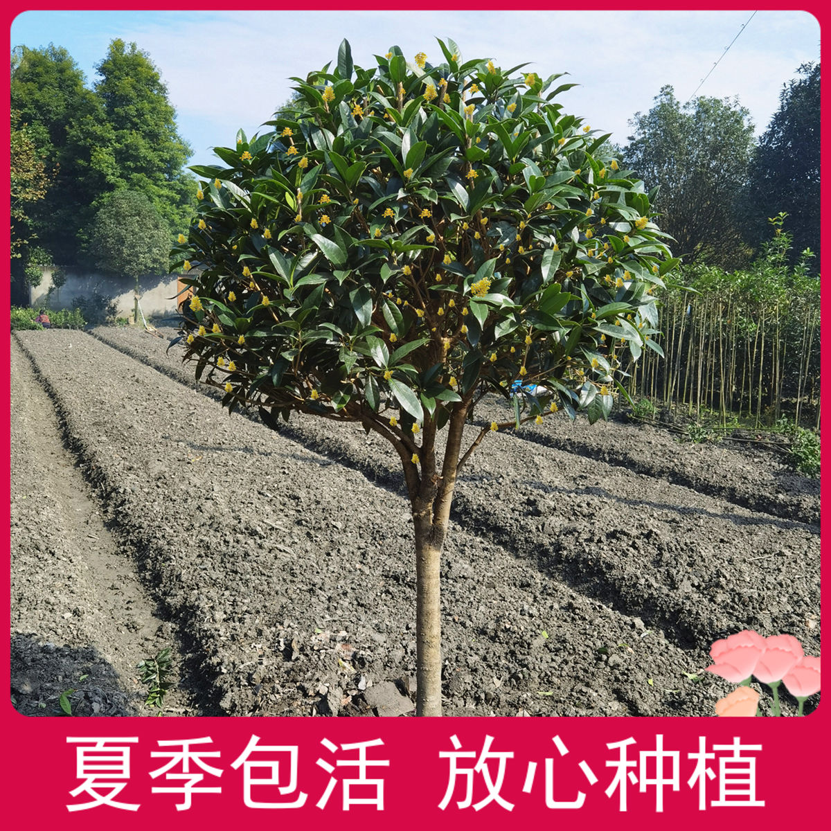 桂花树丹桂大树 图片 价格 多少钱 什么值得买