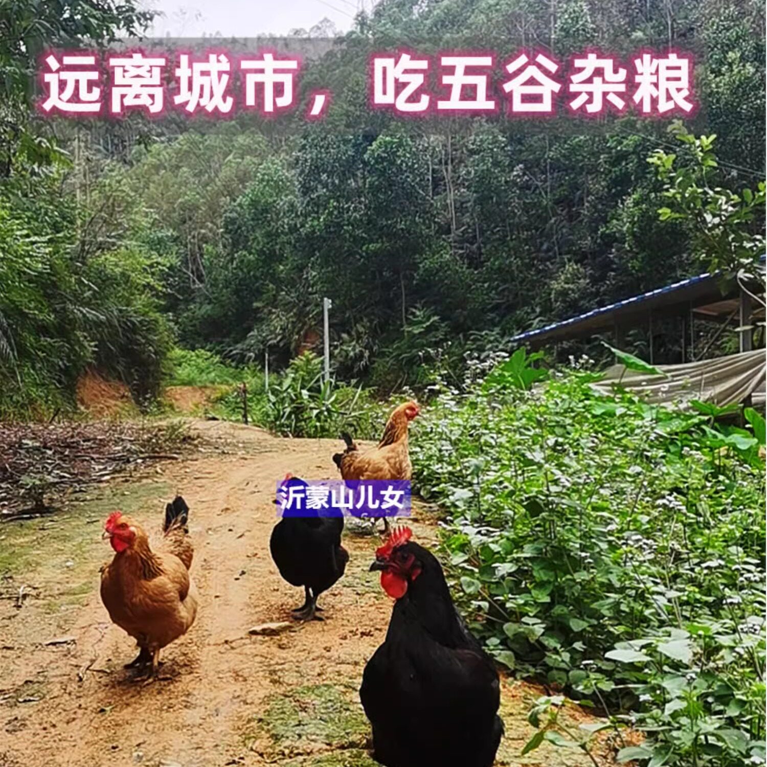 沂蒙山正宗散养2年老母鸡新鲜农村土鸡野外月子孕妇本柴虫草笨鸡