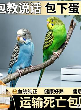 虎皮鹦鹉活鸟会说话的手养鹦鹉云斑幼鸟儿童宠物活体活物观赏鸟类