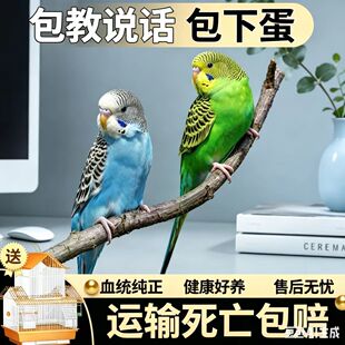 虎皮鹦鹉活鸟会说话的手养鹦鹉云斑幼鸟儿童宠物活体活物观赏鸟类