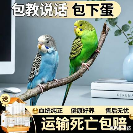 虎皮鹦鹉活鸟会说话的手养鹦鹉云斑幼鸟儿童宠物活体活物观赏鸟类