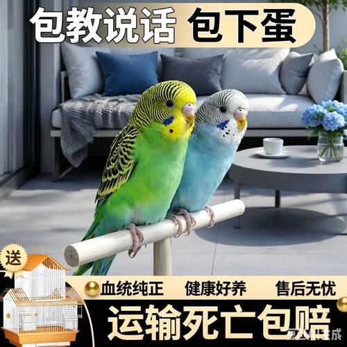 虎皮鹦鹉一公一母鸟笼别墅套装
