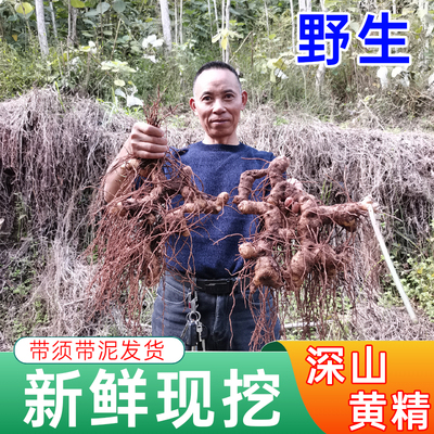秦岭野生新鲜黄精鸡头参
