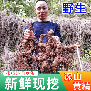 四川黄精新鲜可九蒸九制泡水泡酒煲汤现挖老虎姜鸡头参大黄姜