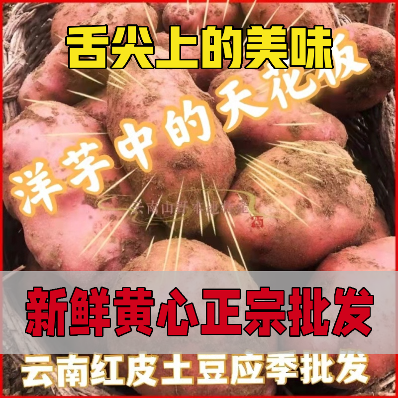 红皮黄心彝家正宗净重九斤