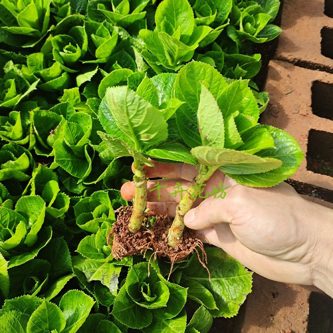 绣球花苗 无尽夏小苗 八仙花盆栽四季开花 易养耐寒庭院绿植花卉