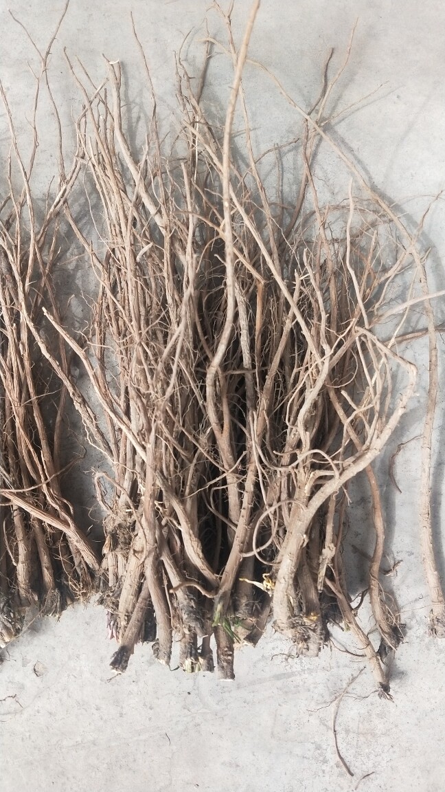 山西产地新货农家北柴胡500克包邮